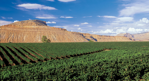 colorado vineyards